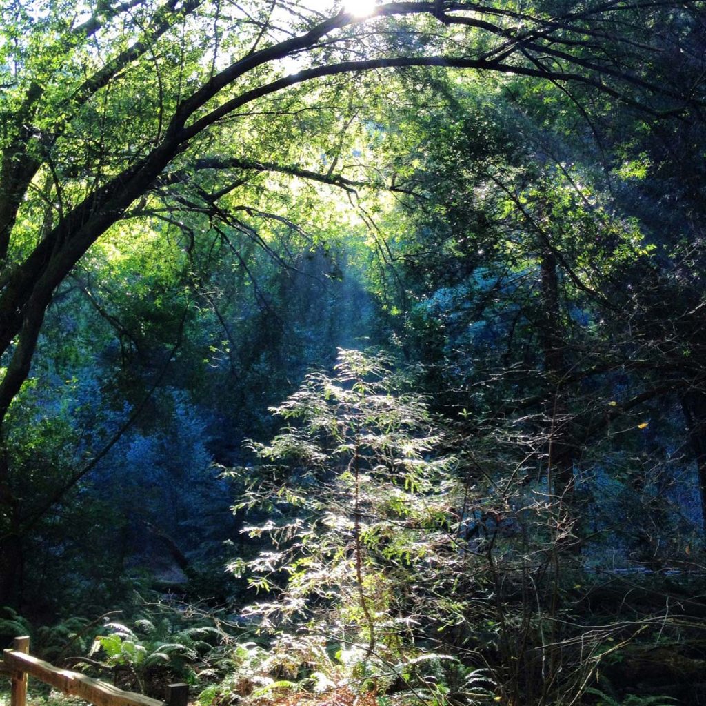 Trees in forest