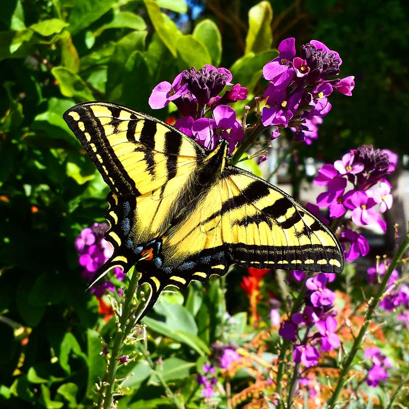 Butterfly on a flower