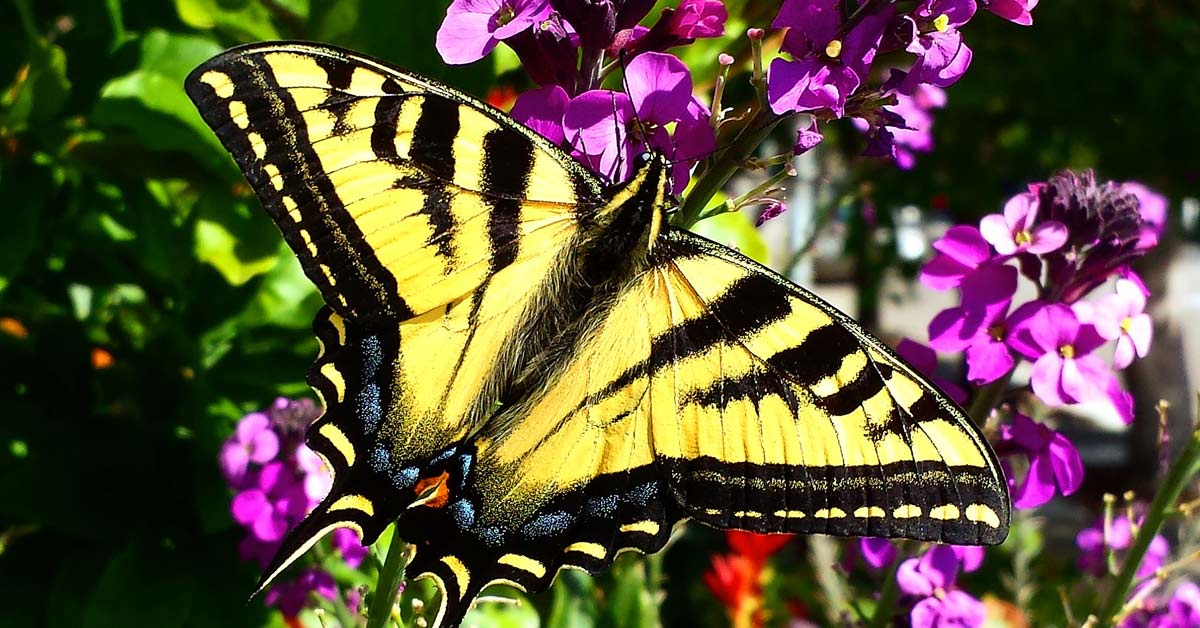 Butterfly on a flower