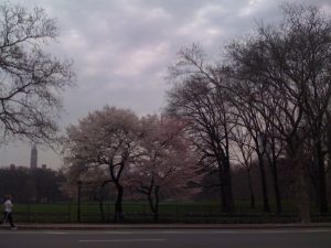 New York City trees in the spring