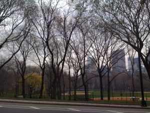 New York City trees in the spring