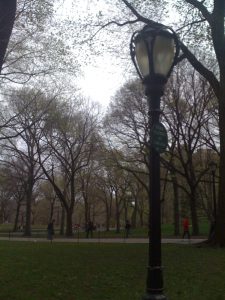 New York City trees in the spring