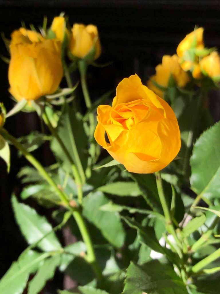 Bloomed yellow roses